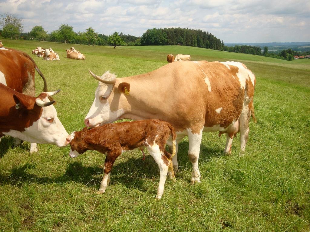 Baby- Und Kinderhof Aicherbauer Villa Seeham Esterno foto